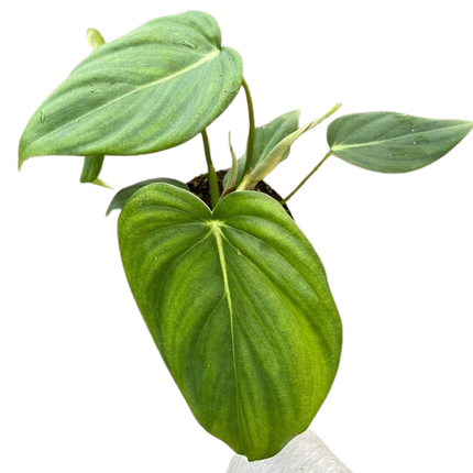Philodendron 'Mcdowell'