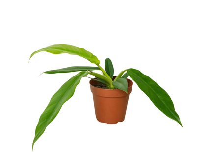 Philodendron 'Narrow Escape'
