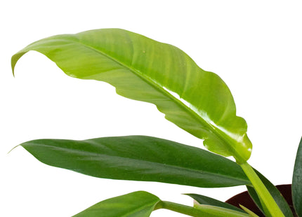 Philodendron 'Narrow Escape'