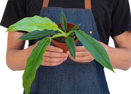 Philodendron 'Narrow Escape'