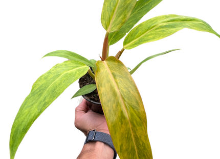Philodendron 'Orange Marmalade'