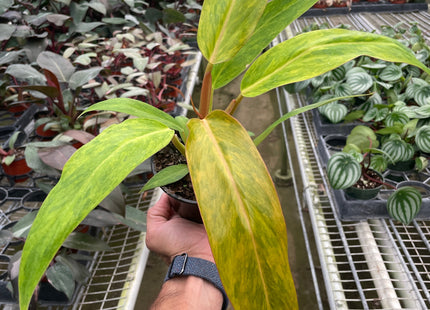 Philodendron 'Orange Marmalade'