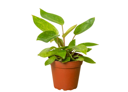 Philodendron 'Painted Lady'