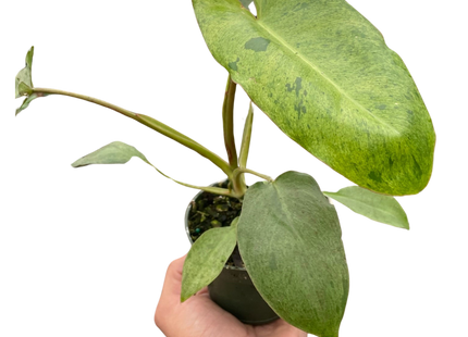 Philodendron 'Paraiso Verde'