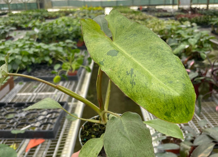 Philodendron 'Paraiso Verde'