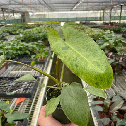 Philodendron 'Paraiso Verde'