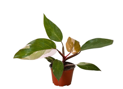 Philodendron 'Pink Princess'
