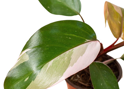 Philodendron 'Pink Princess'