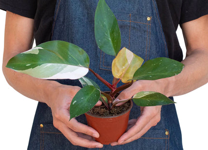 Philodendron 'Pink Princess'