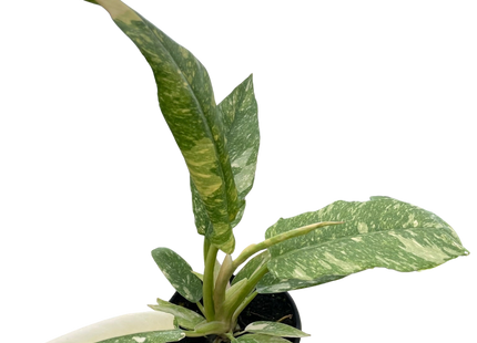 Philodendron Ring of Fire Variegated