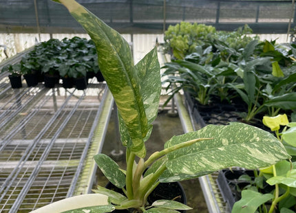 Philodendron Ring of Fire Variegated