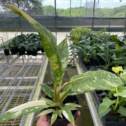 Philodendron Ring of Fire Variegated
