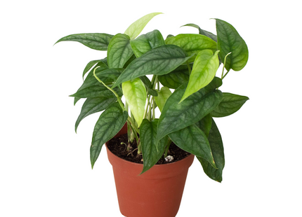 Monstera 'Siltepecana'