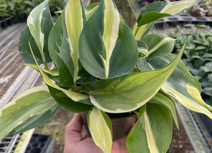 Philodendron 'Silver Stripe'