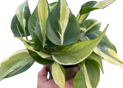 Philodendron 'Silver Stripe'