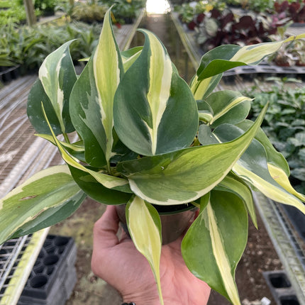 Philodendron 'Silver Stripe' | Live Plant for Indoor & Outdoor | House Plant Decor