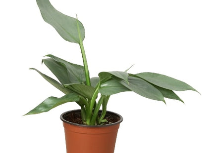 Philodendron 'Silver Sword'