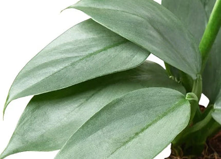 Philodendron 'Silver Sword'