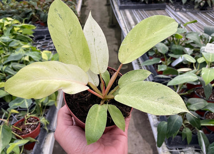 Philodendron 'Snowdrift'