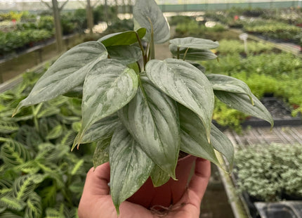 Philodendron 'Sodiroi'