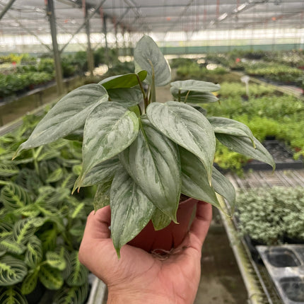 Philodendron 'Sodiroi'
