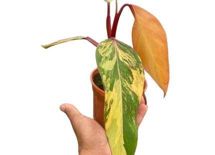 Philodendron 'Strawberry Shake'