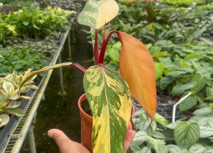 Philodendron 'Strawberry Shake'