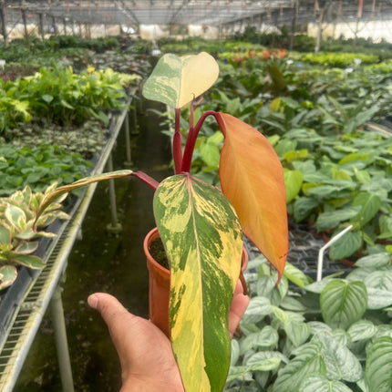 Philodendron 'Strawberry Shake'