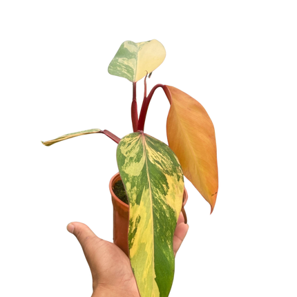 Philodendron 'Strawberry Shake'