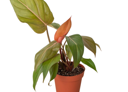 Philodendron 'Summer Glory'