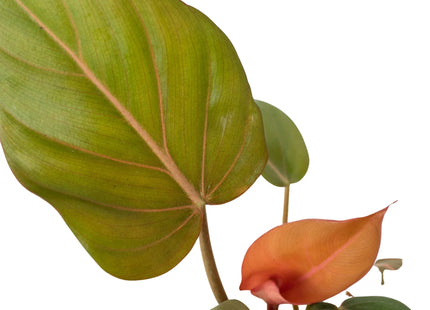 Philodendron 'Summer Glory'