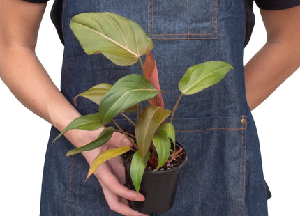 Philodendron 'Summer Glory'