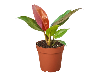 Philodendron 'Sun Red'