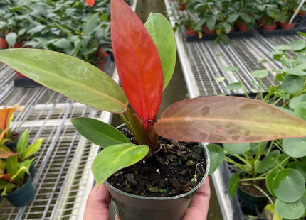 Philodendron 'Sun Red'