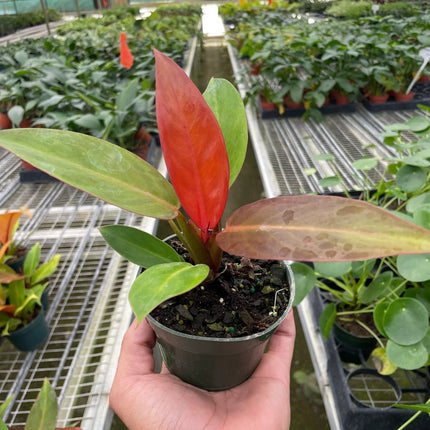 Philodendron 'Sun Red'
