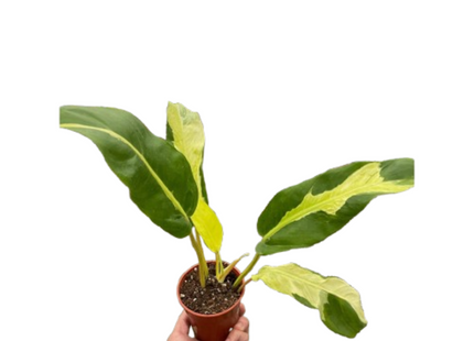 Philodendron 'Thai Sunrise'