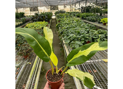 Philodendron 'Thai Sunrise'