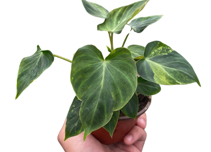 Philodendron 'Verrucosum'