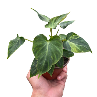 Philodendron 'Verrucosum'