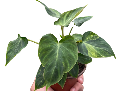 Philodendron 'Verrucosum'