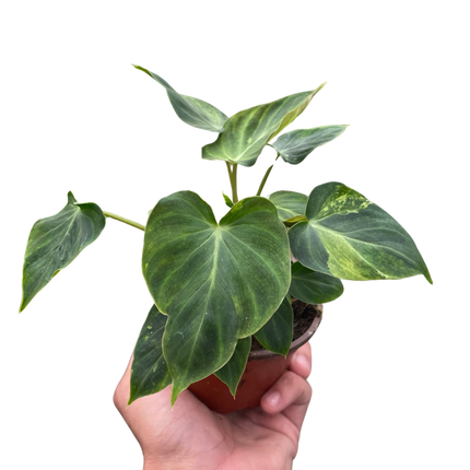 Philodendron 'Verrucosum'