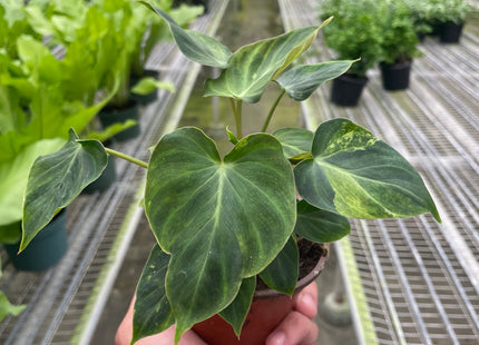 Philodendron 'Verrucosum'