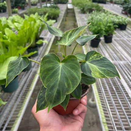 Philodendron 'Verrucosum'