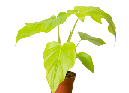 Philodendron 'Warscewiczii'