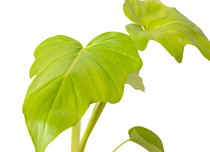 Philodendron 'Warscewiczii'