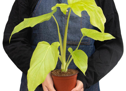 Philodendron 'Warscewiczii'