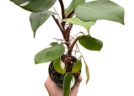Philodendron 'White Knight'