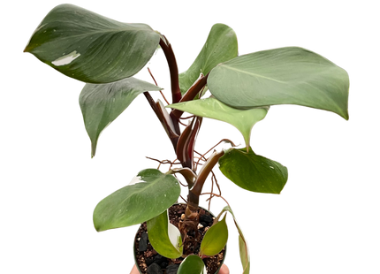 Philodendron 'White Knight'
