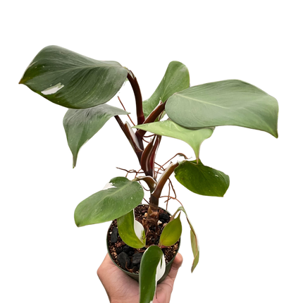 Philodendron 'White Knight'