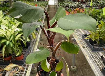 Philodendron 'White Knight'